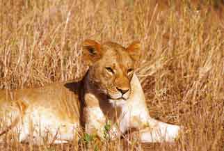 Kenya Highlights Safari 2