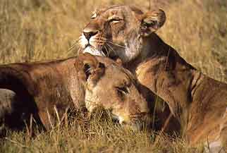 Kenya Highlights Safari 5