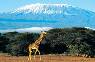 9dgn Safari Best of Kenia 1